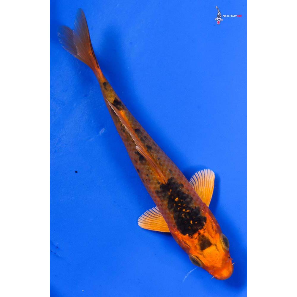 5.5” Imported Orenji Matsuba