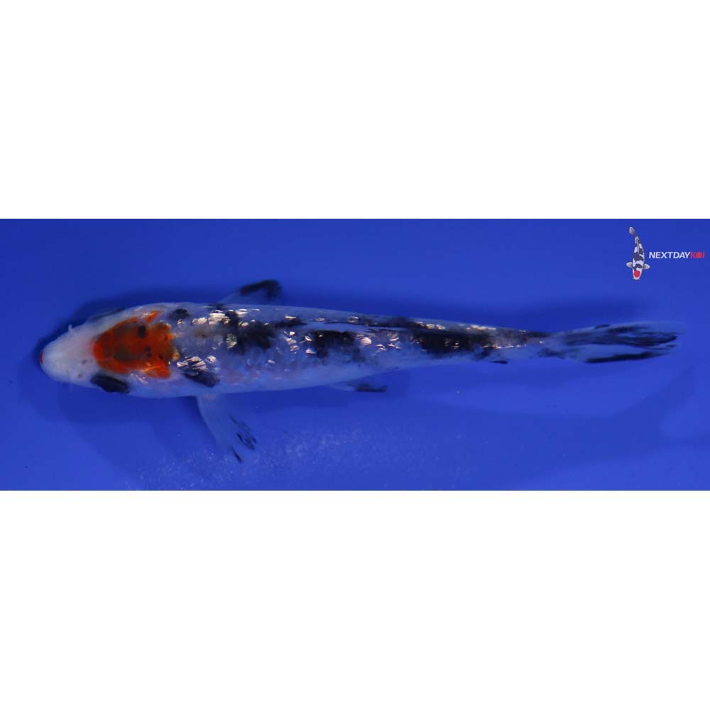 4” Imported Gin Rin Sanke