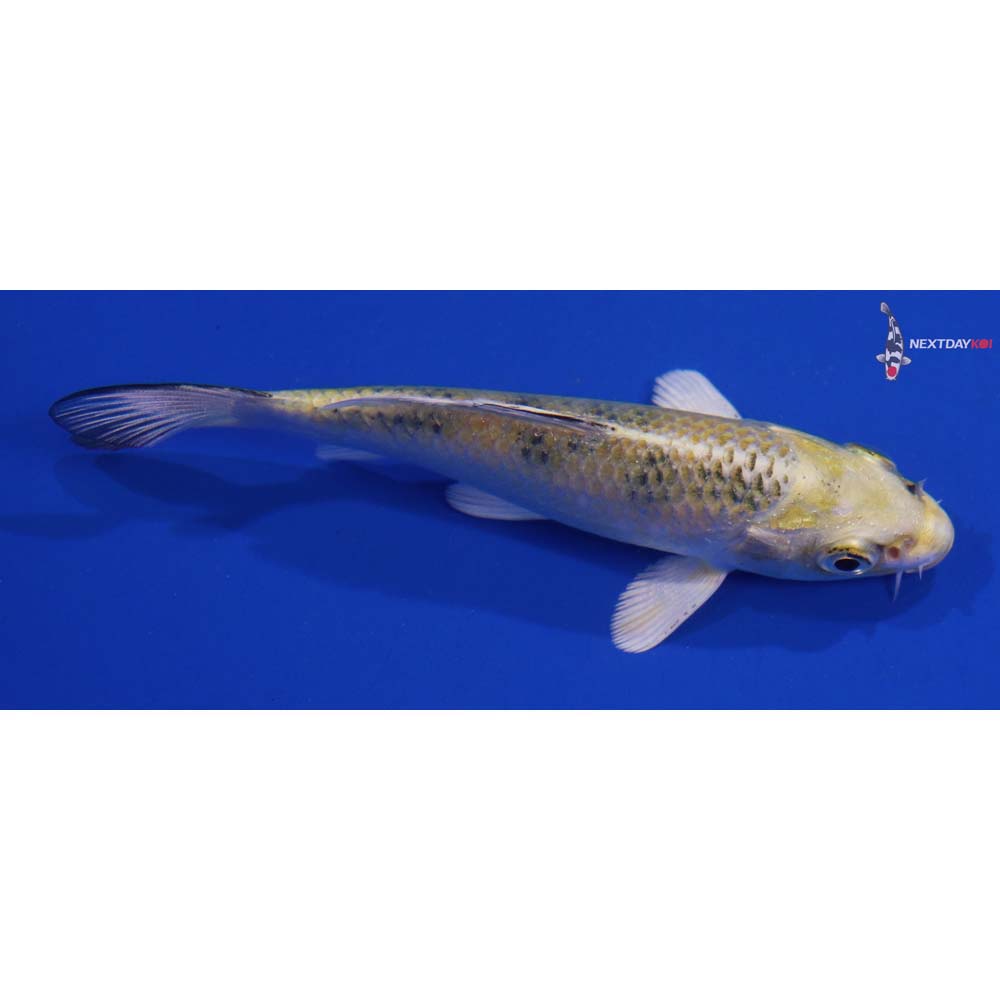 4” Imported Kin Ki Bekko