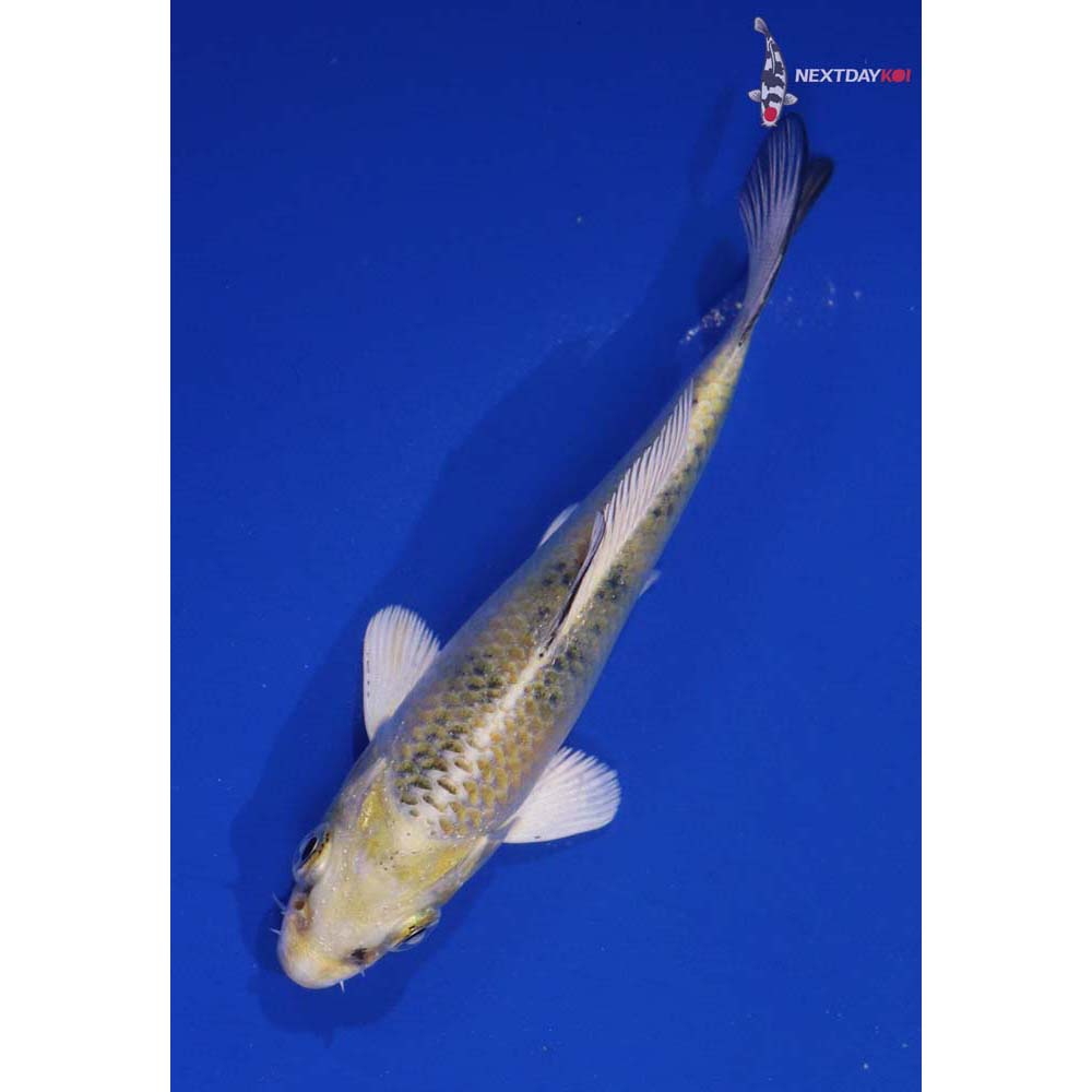 4” Imported Kin Ki Bekko