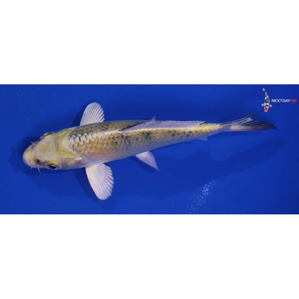 4” Imported Kin Ki Bekko