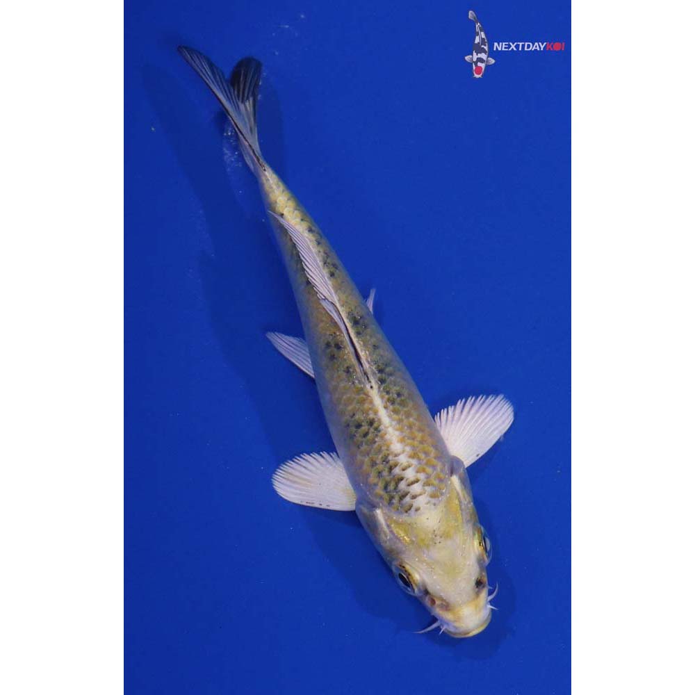 4” Imported Kin Ki Bekko