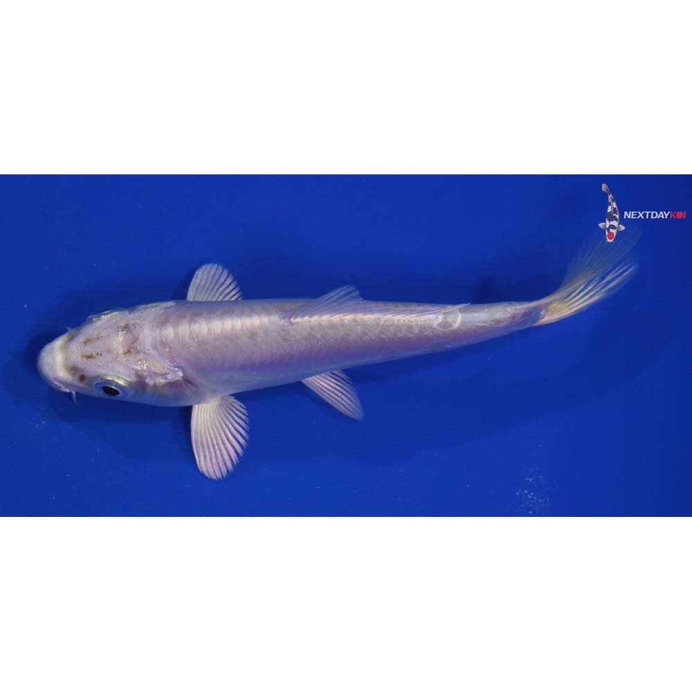 4.5” Imported Doitsu Platinum Ogon