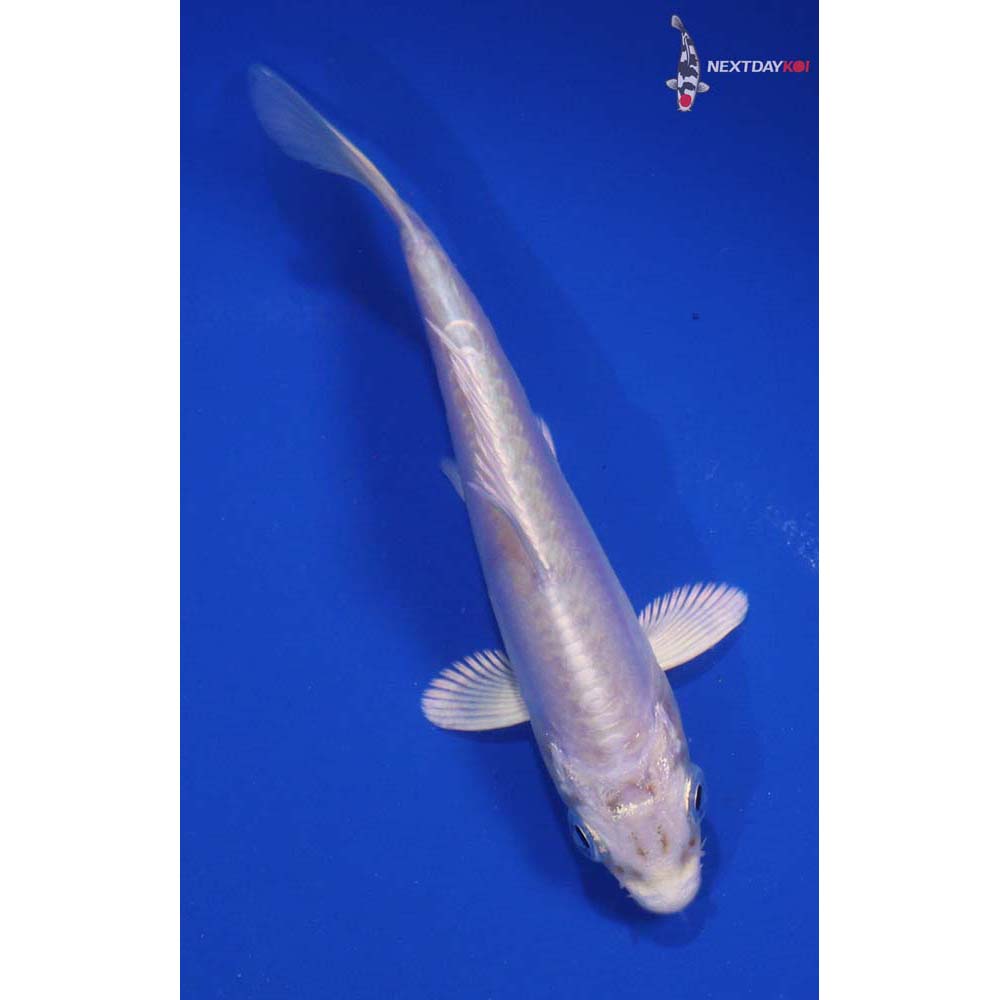 4.5” Imported Doitsu Platinum Ogon