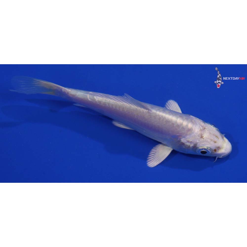 4.5” Imported Doitsu Platinum Ogon