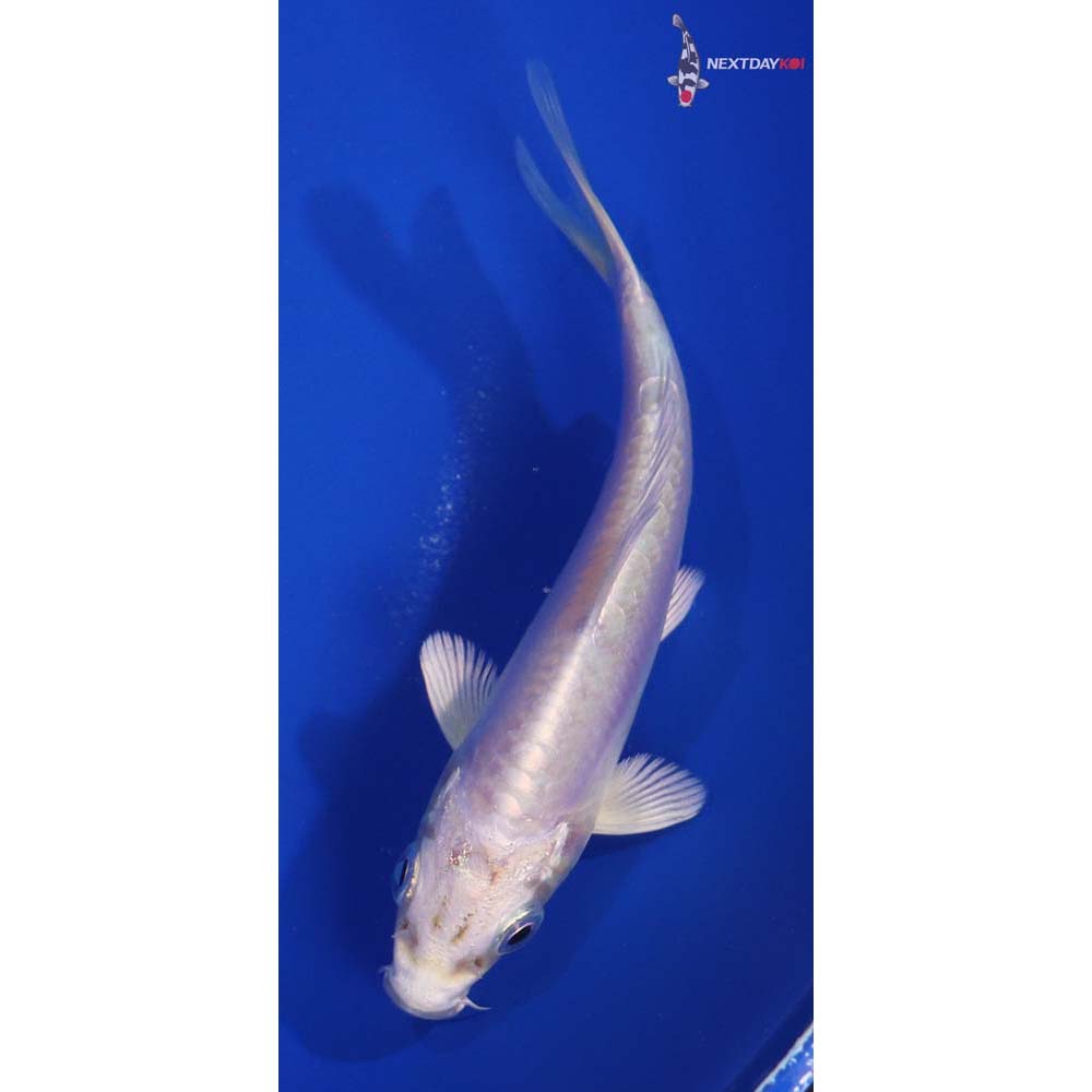 4.5” Imported Doitsu Platinum Ogon