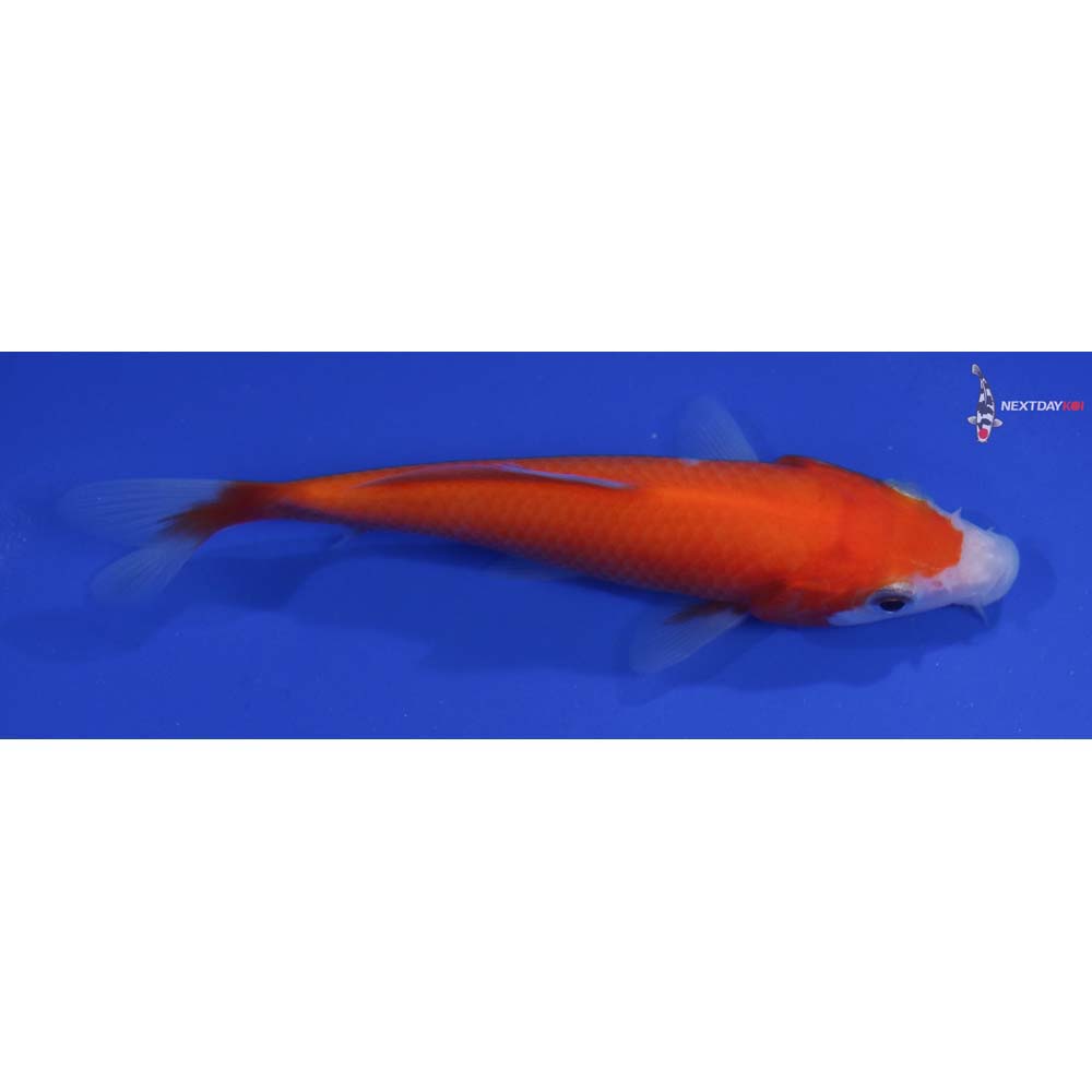 4.5” Imported Kohaku