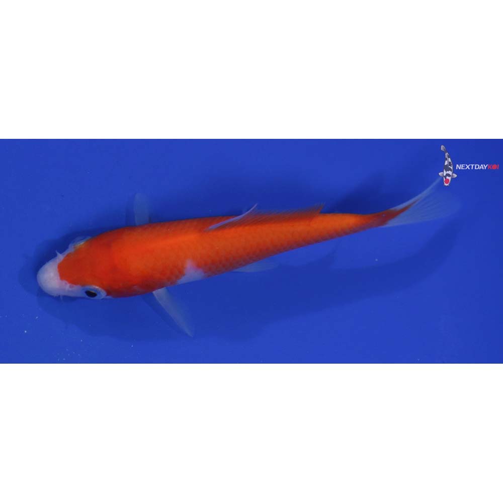 4.5” Imported Kohaku