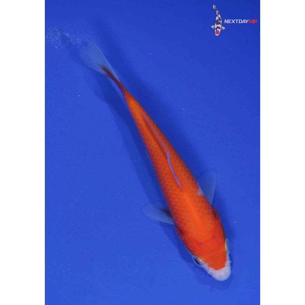 4.5” Imported Kohaku