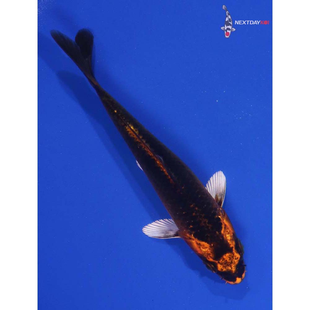 5” Imported Orenji Matsuba