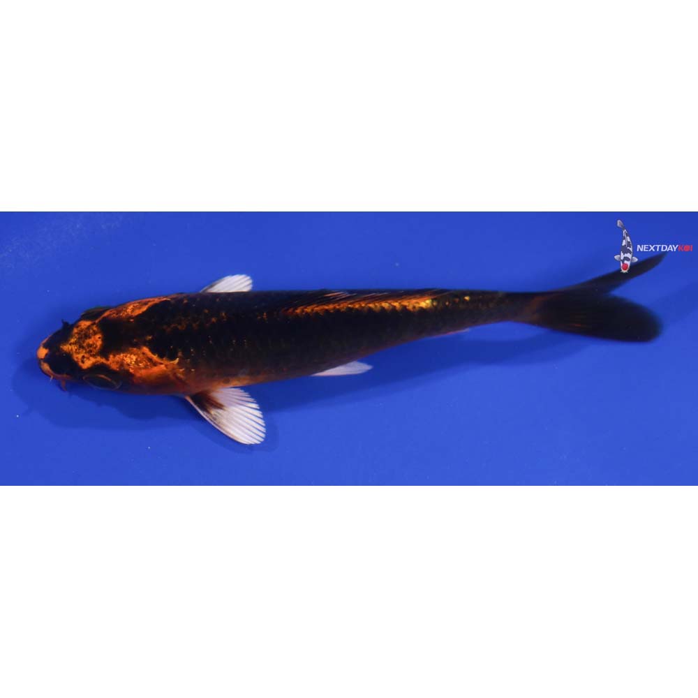 5” Imported Orenji Matsuba