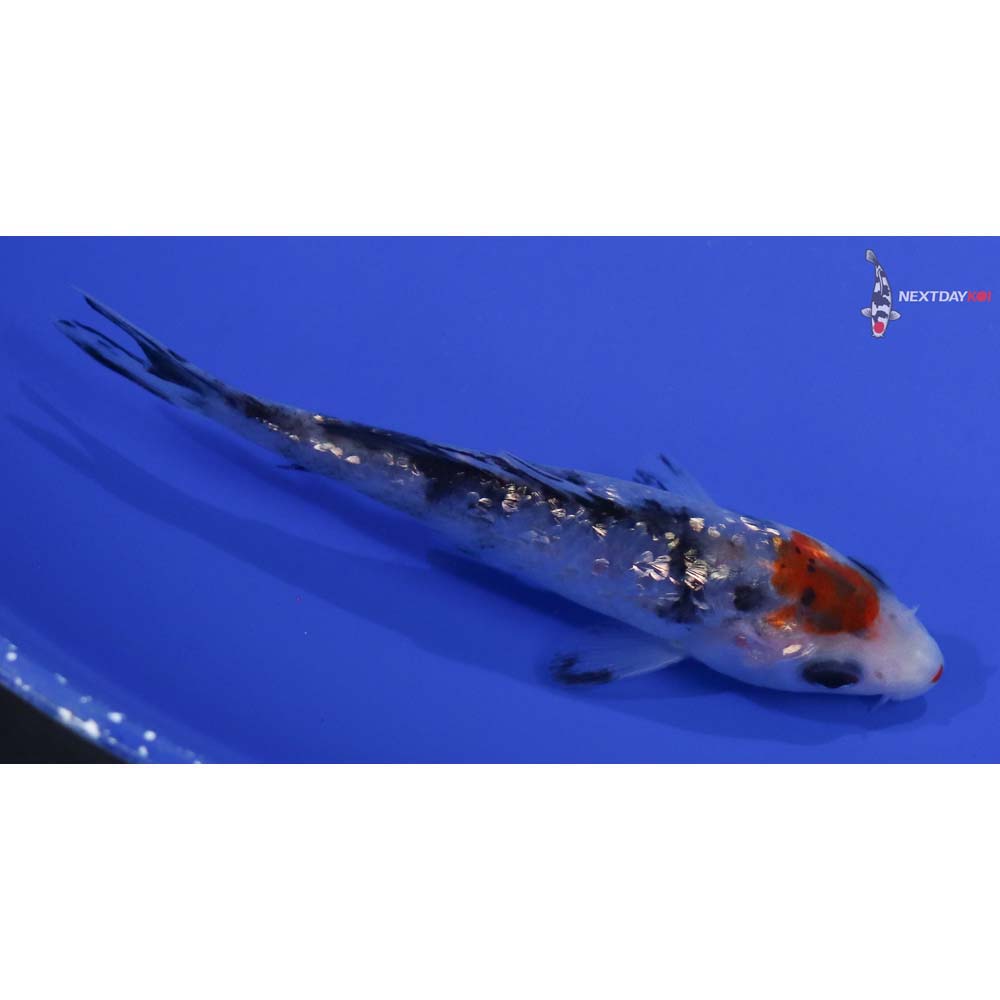 4” Imported Gin Rin Sanke