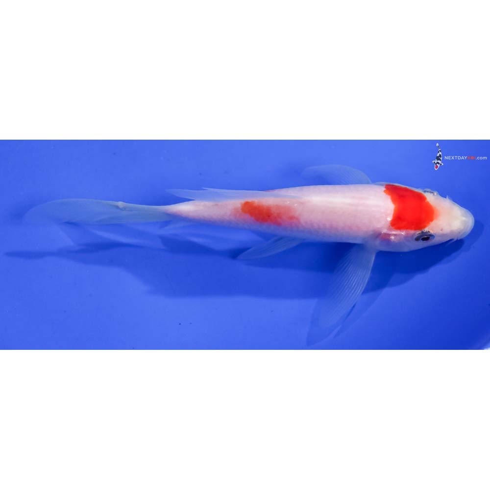 4.5” Imported Kohaku Butterfly Koi