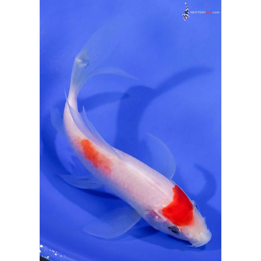 4.5” Imported Kohaku Butterfly Koi