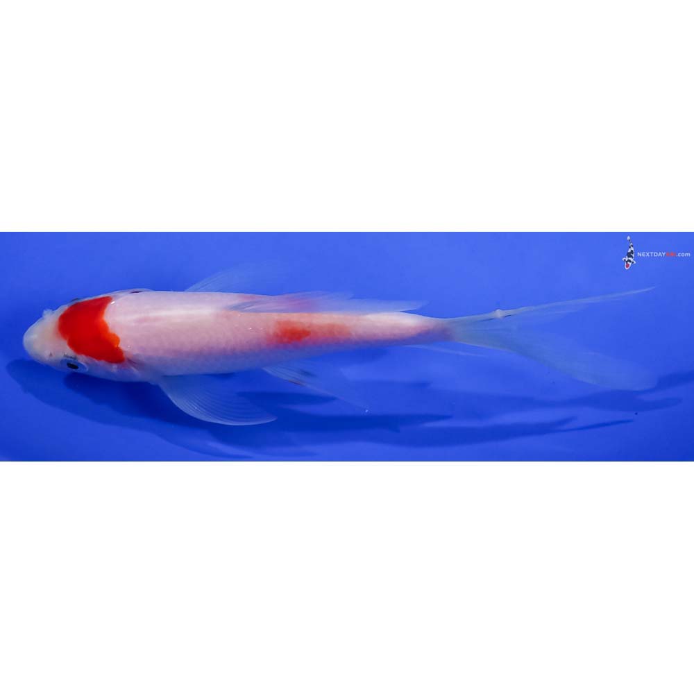 4.5” Imported Kohaku Butterfly Koi
