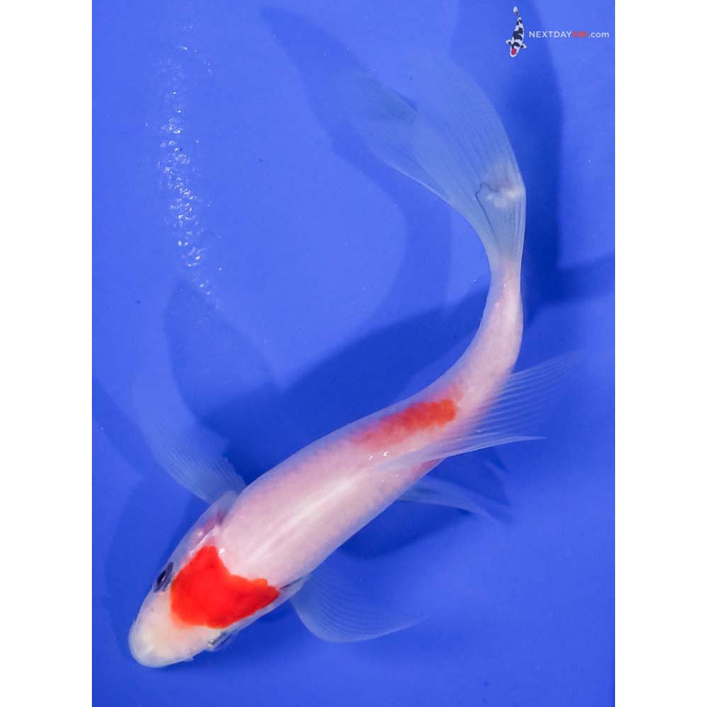 4.5” Imported Kohaku Butterfly Koi