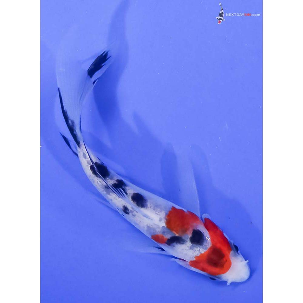 4” Imported Sanke Butterfly Koi
