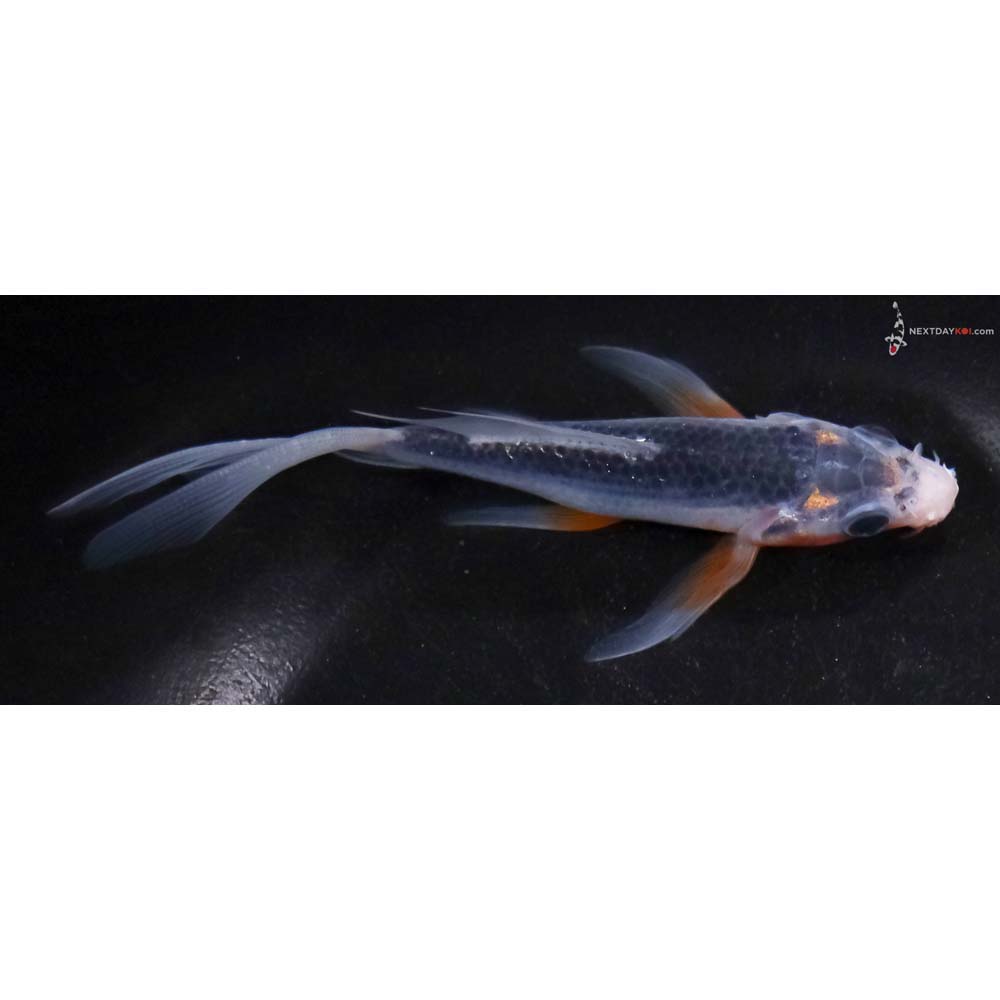 4.5” Imported Asagi Butterfly Koi