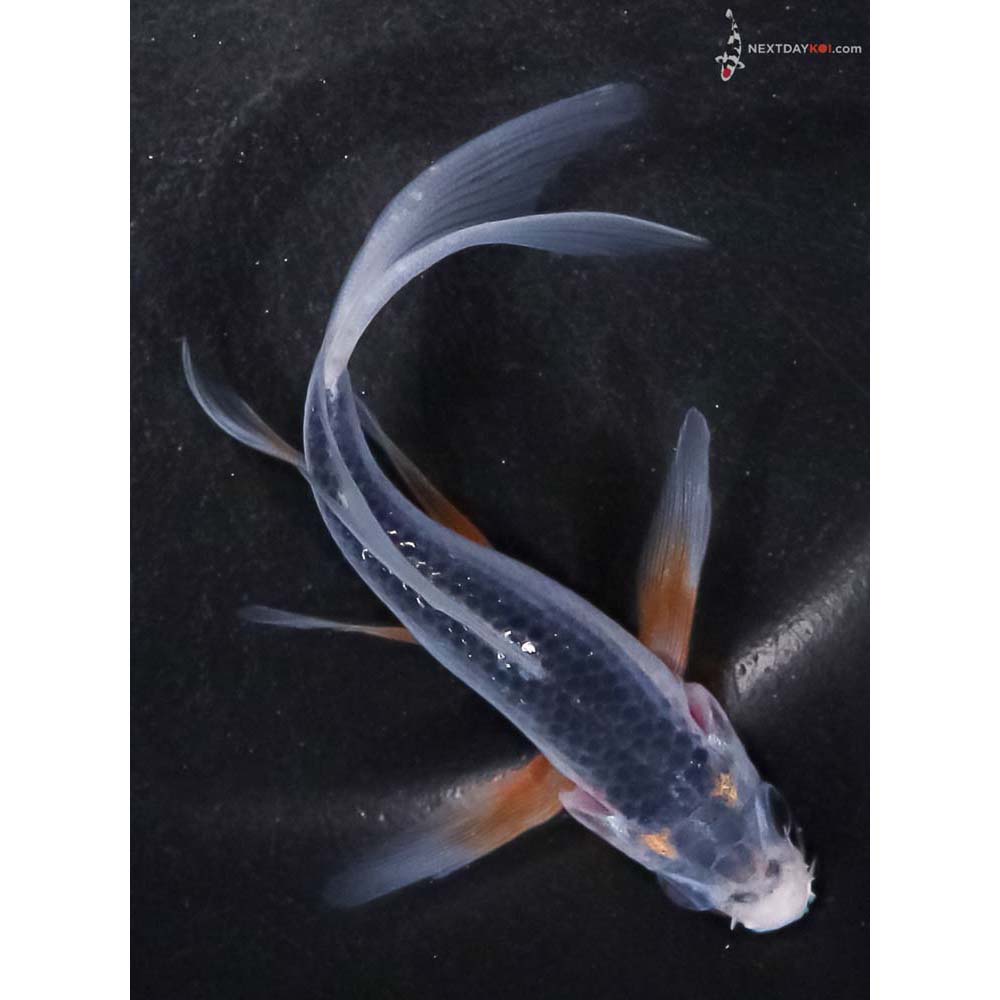 4.5” Imported Asagi Butterfly Koi