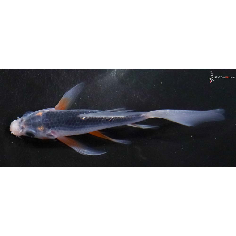 4.5” Imported Asagi Butterfly Koi