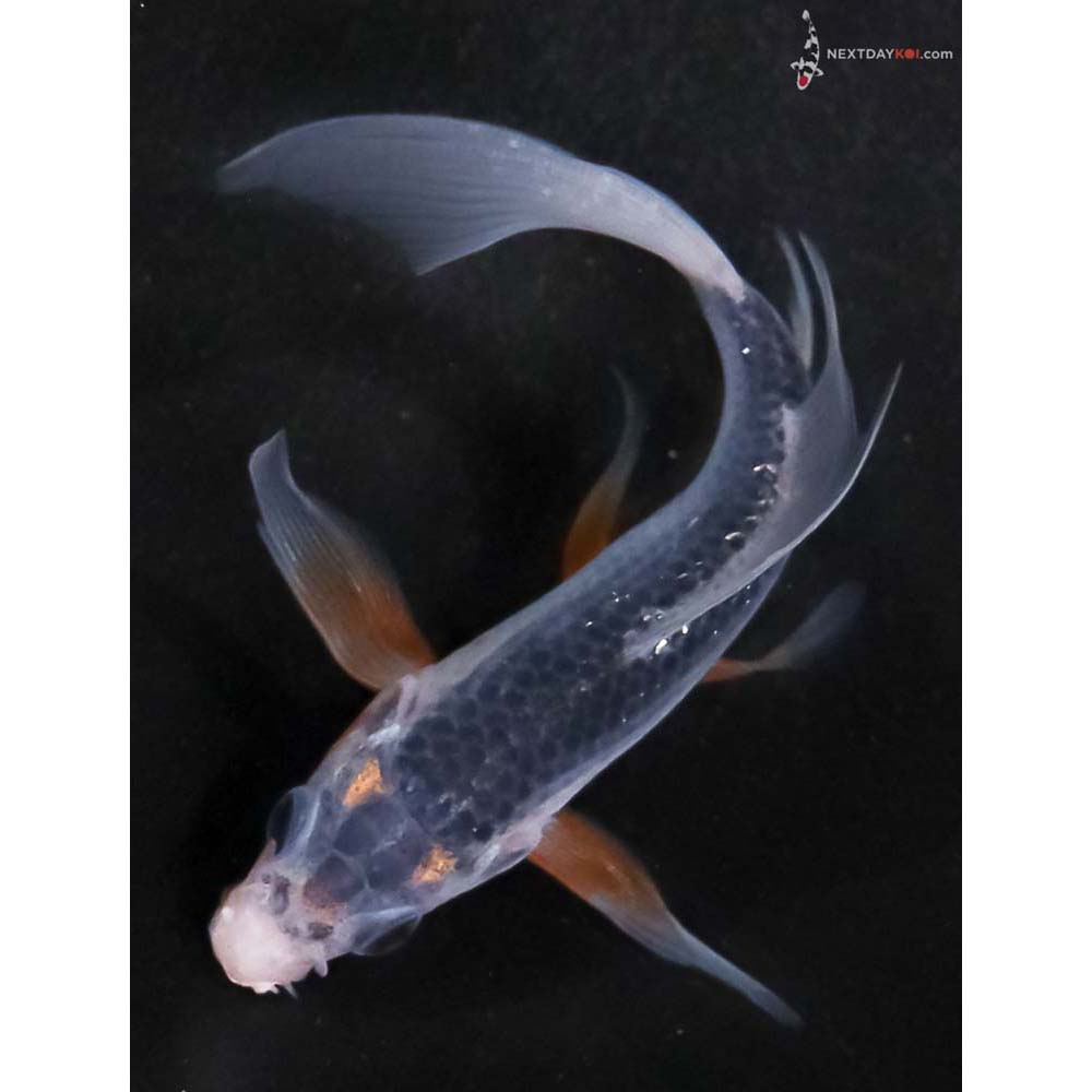 4.5” Imported Asagi Butterfly Koi