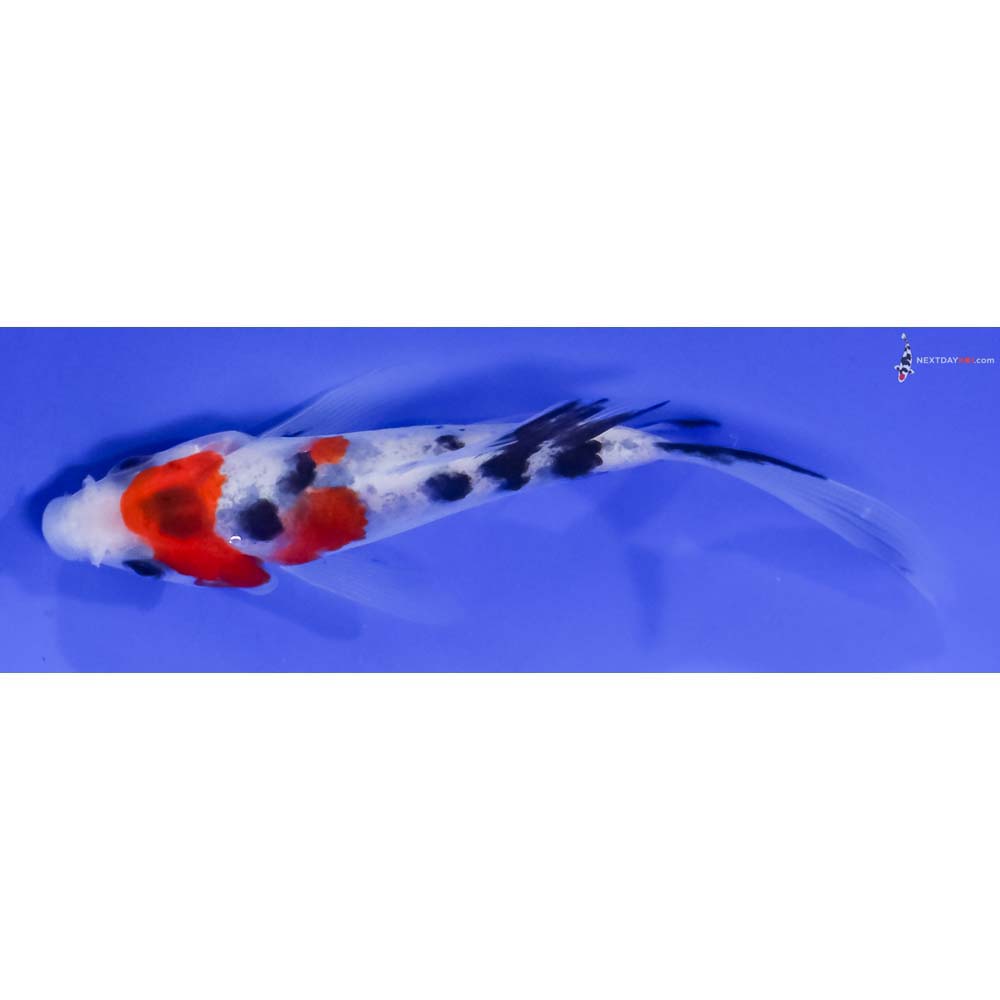 4” Imported Sanke Butterfly Koi