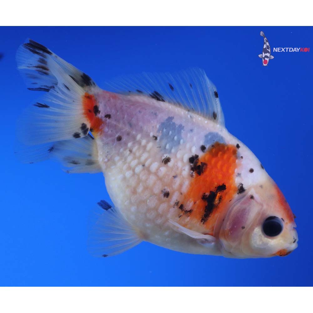 4” Imported Male Calico Pearlscale