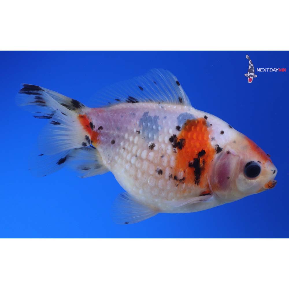 4” Imported Male Calico Pearlscale