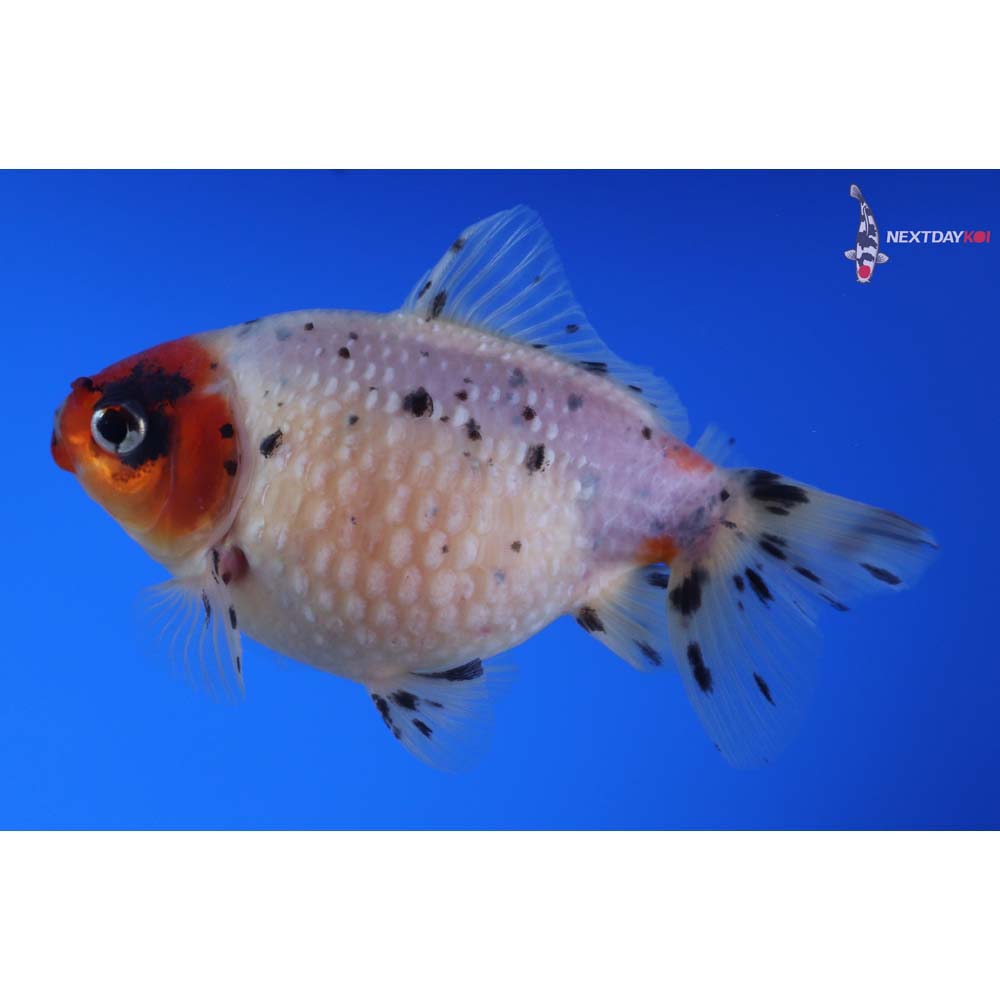 4” Imported Male Calico Pearlscale