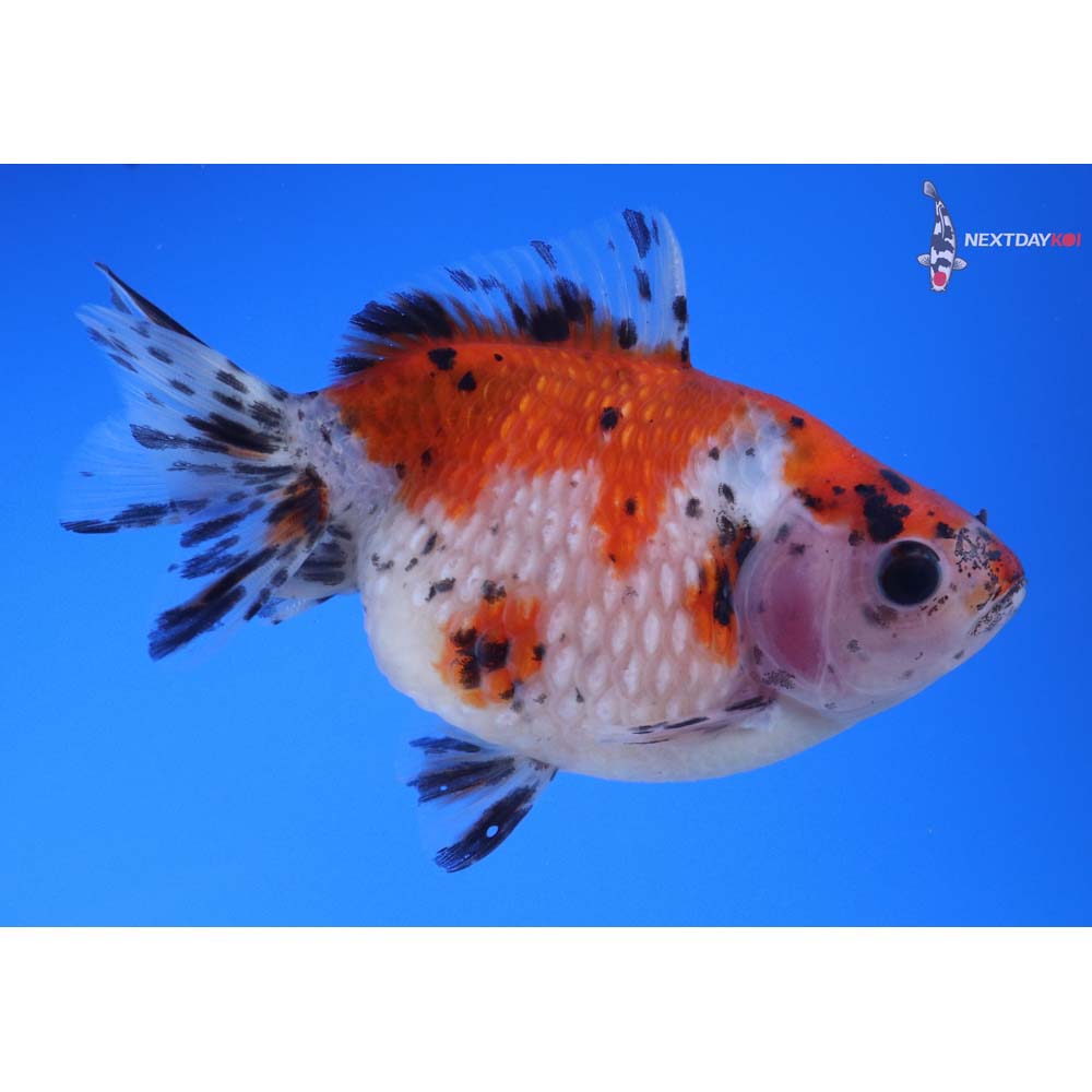 4” Imported Calico Pearlscale