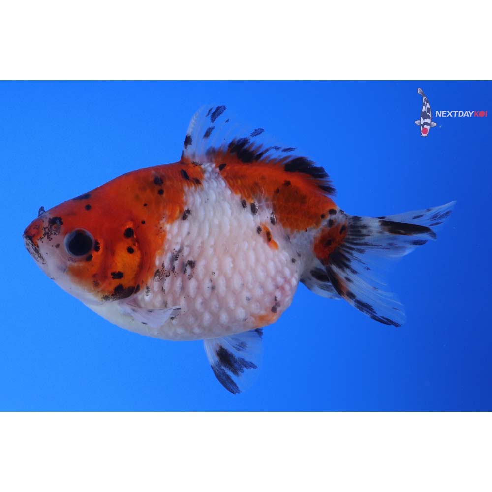 4” Imported Calico Pearlscale