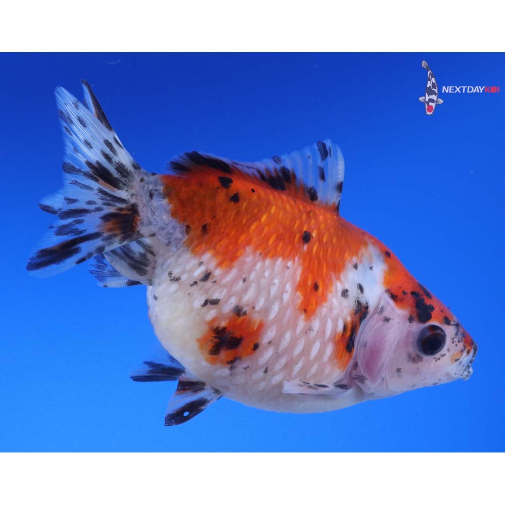 4” Imported Calico Pearlscale