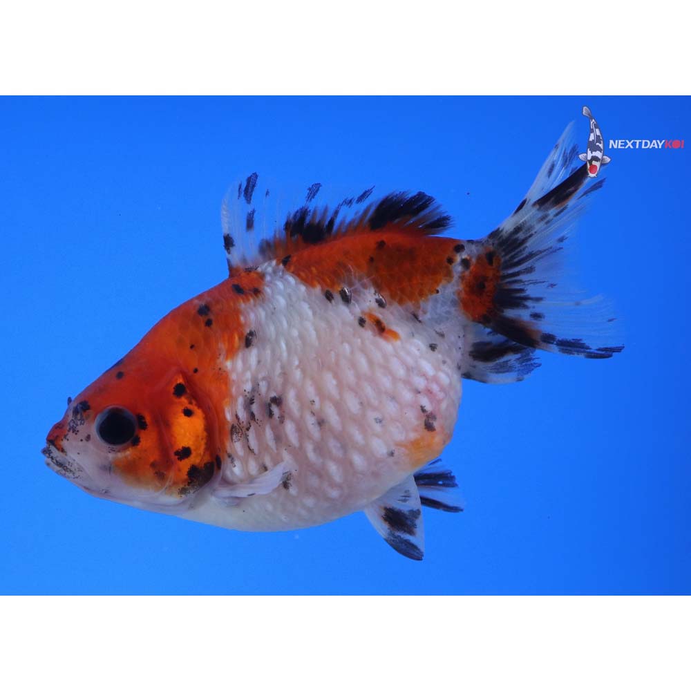 4” Imported Calico Pearlscale