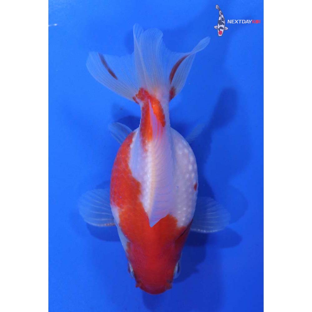 4” Imported Male Red and White Pearlscale