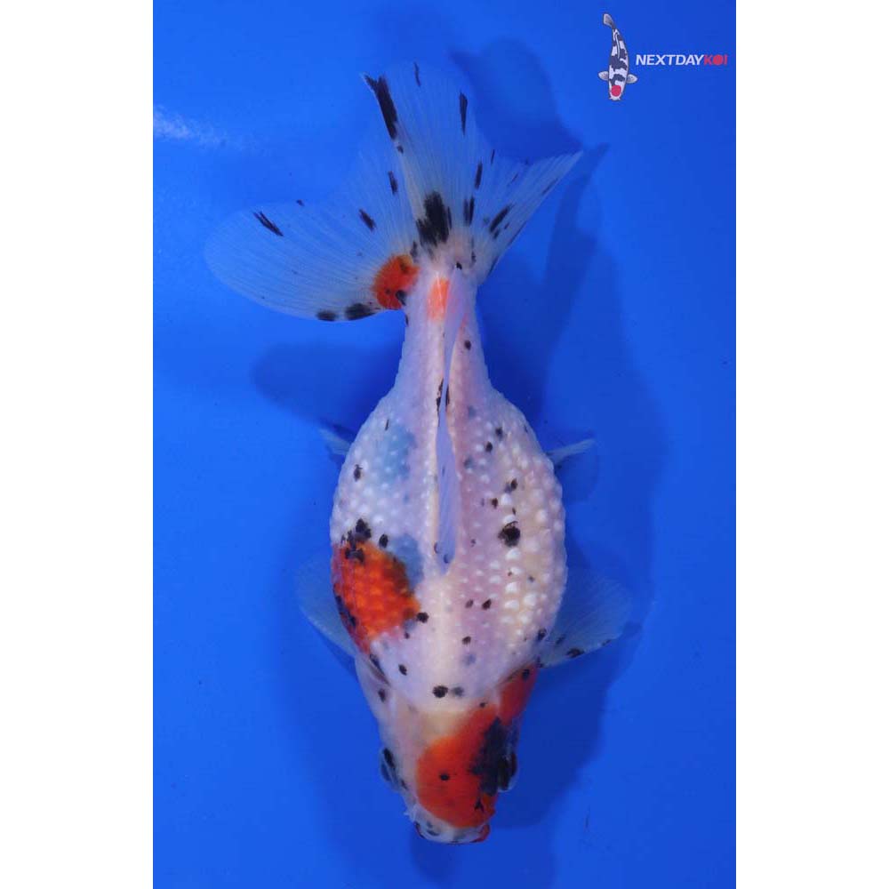 4” Imported Male Calico Pearlscale