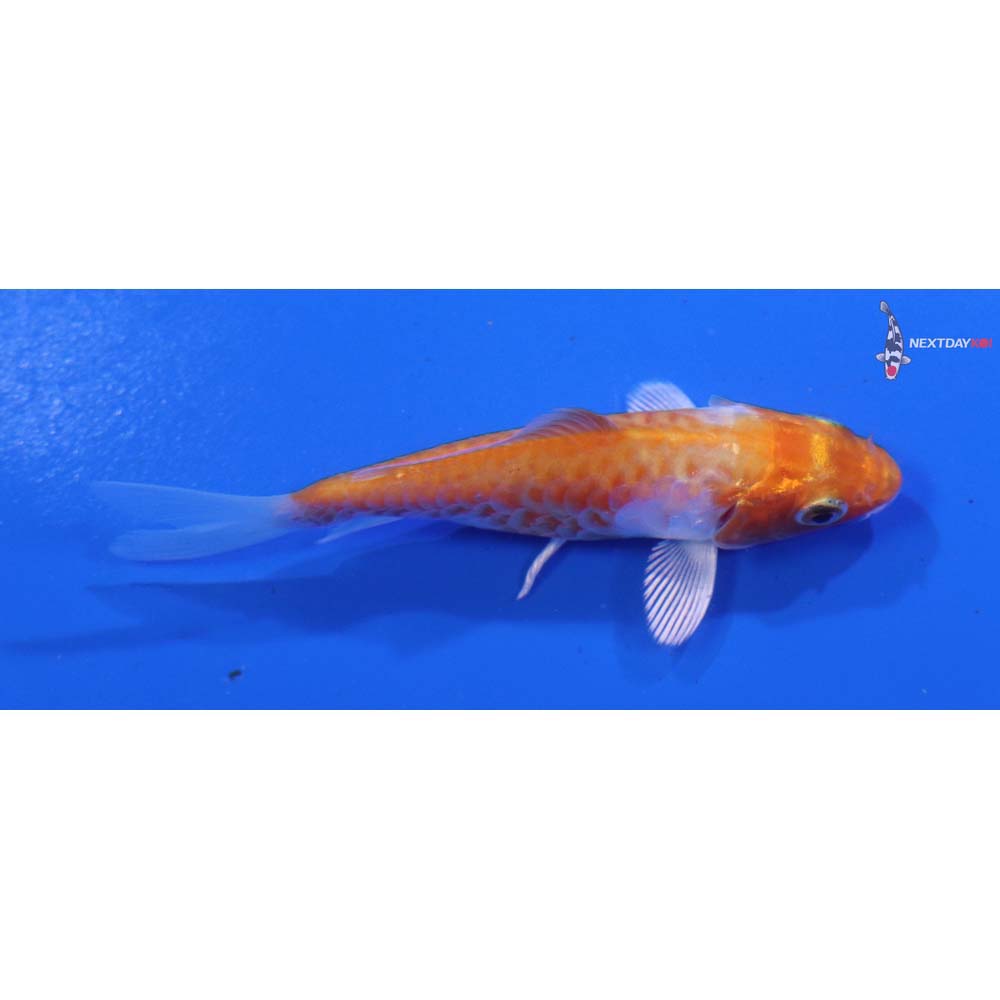 3” Imported Armor Scaled Hariwake