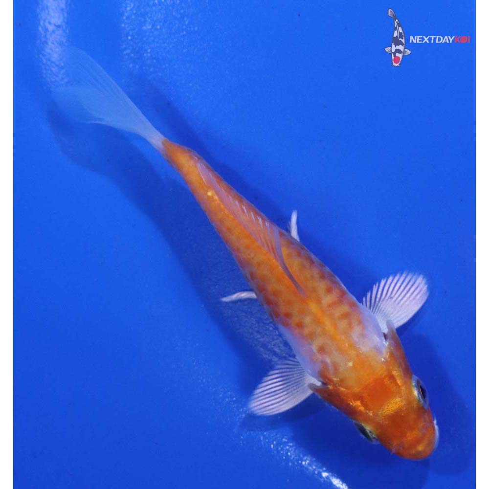 3” Imported Armor Scaled Hariwake