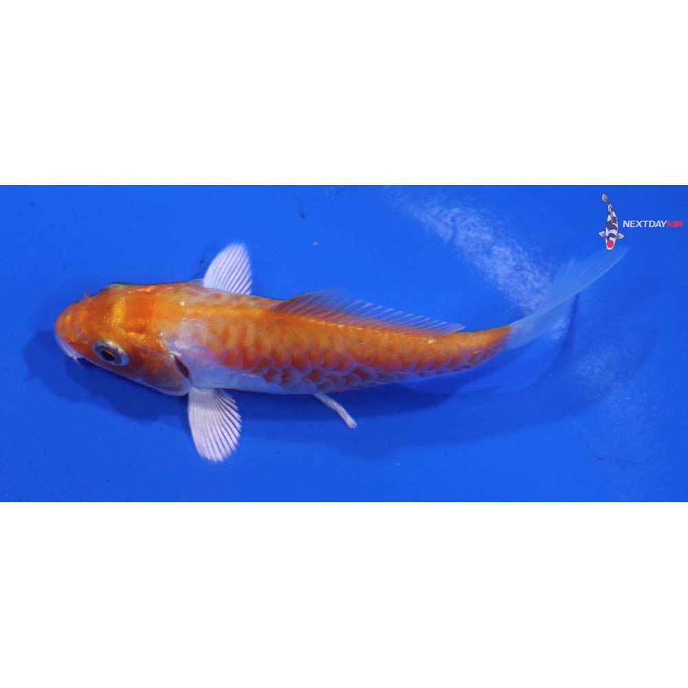 3” Imported Armor Scaled Hariwake