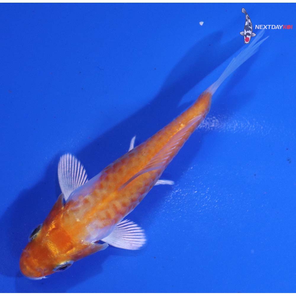 3” Imported Armor Scaled Hariwake