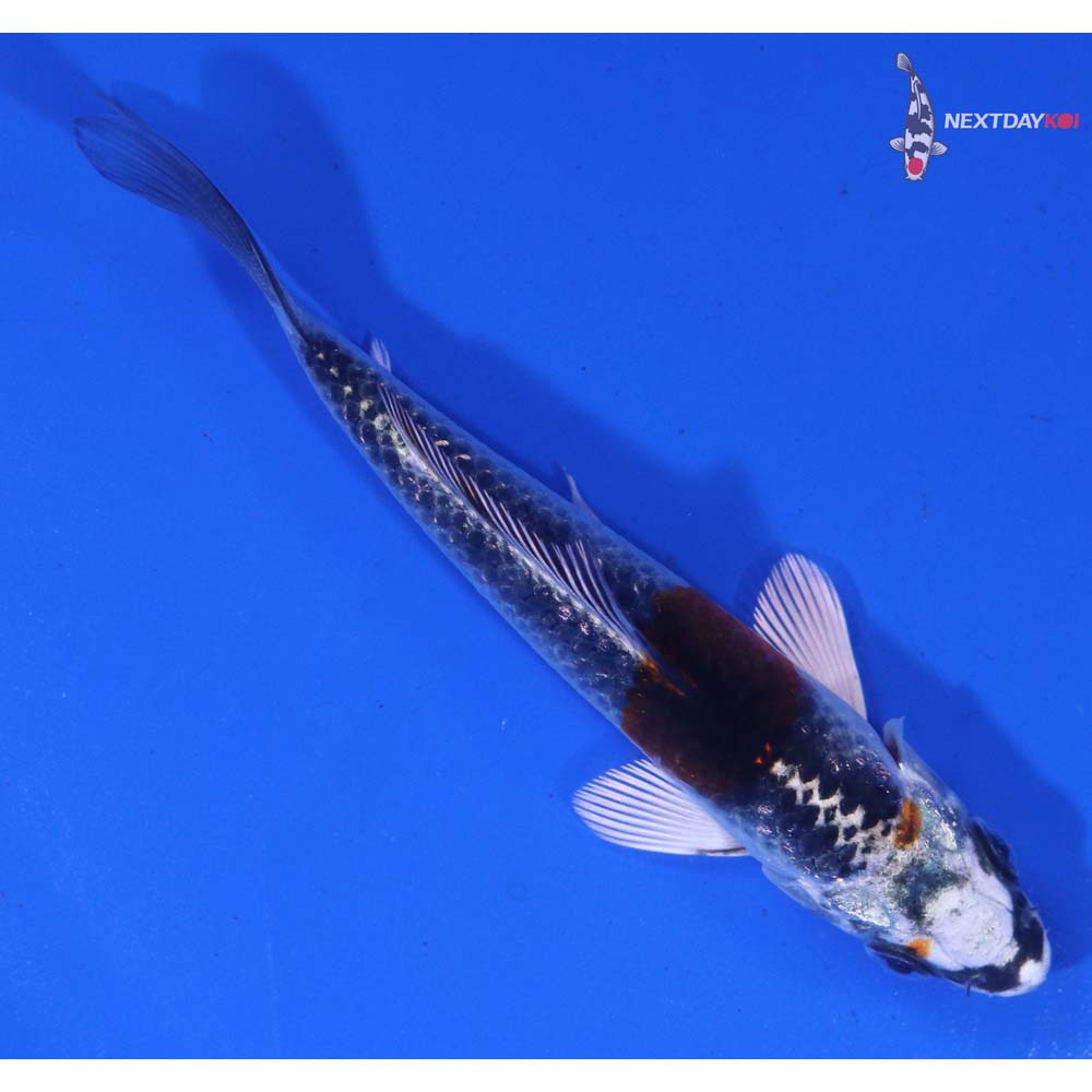 3.5” Imported Kujaku