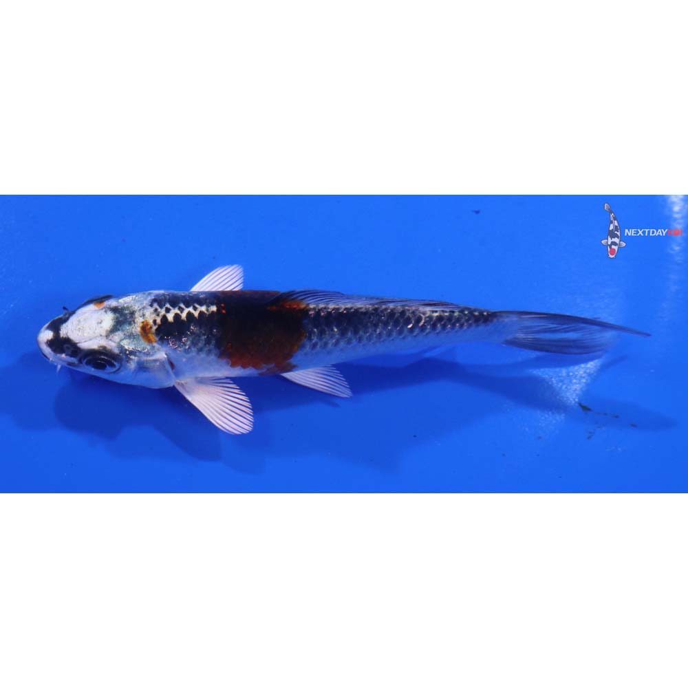 3.5” Imported Kujaku