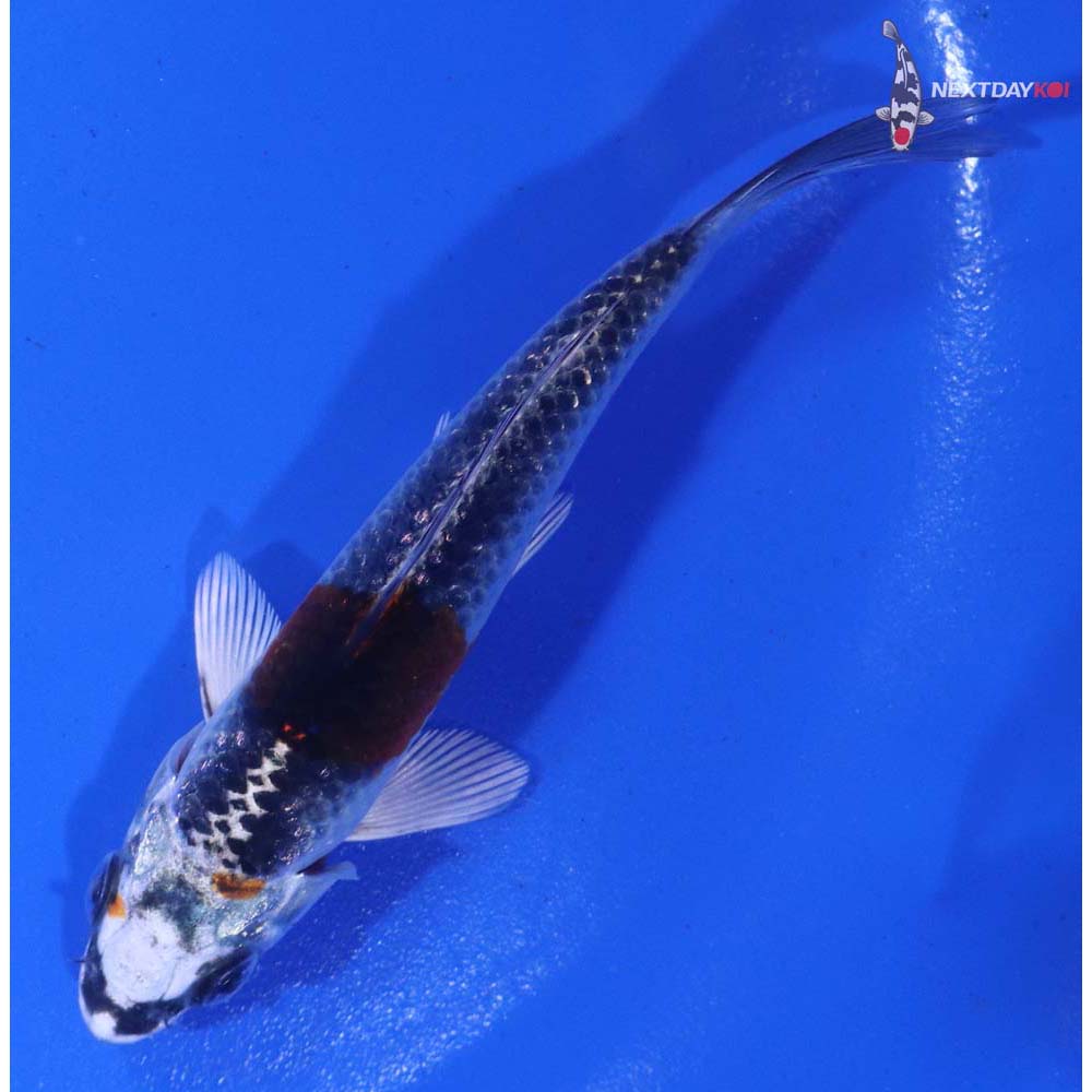 3.5” Imported Kujaku