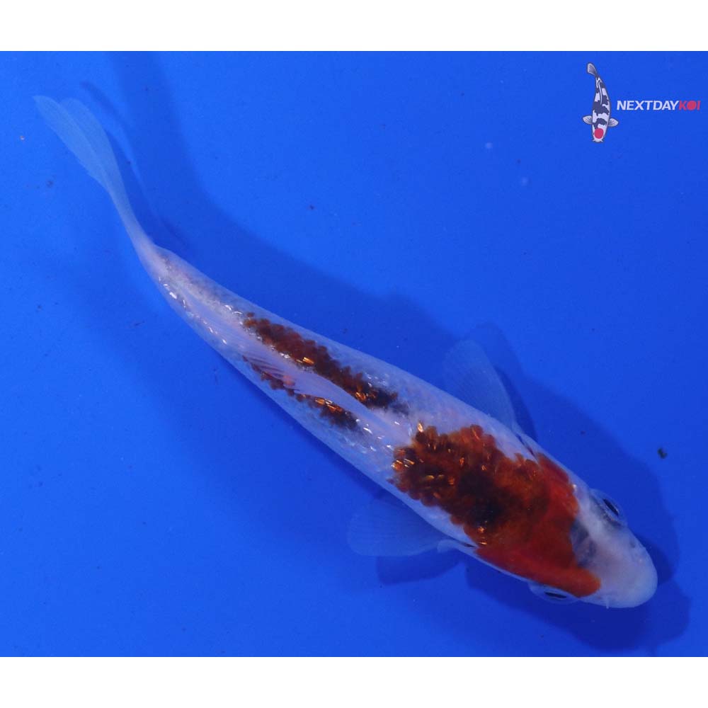 3.5” Imported Gin Rin Goromo