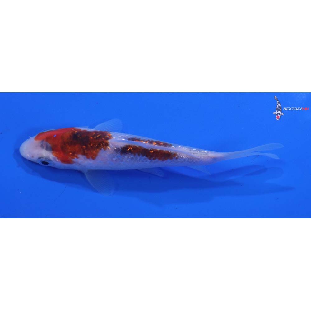 3.5” Imported Gin Rin Goromo