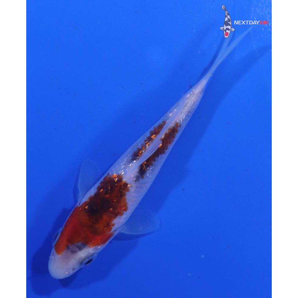 3.5” Imported Gin Rin Goromo