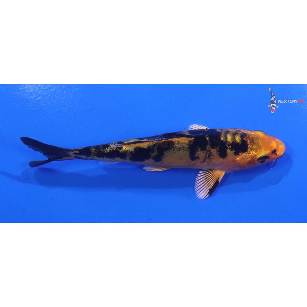 4” Imported Doitsu Kin Aka Bekko