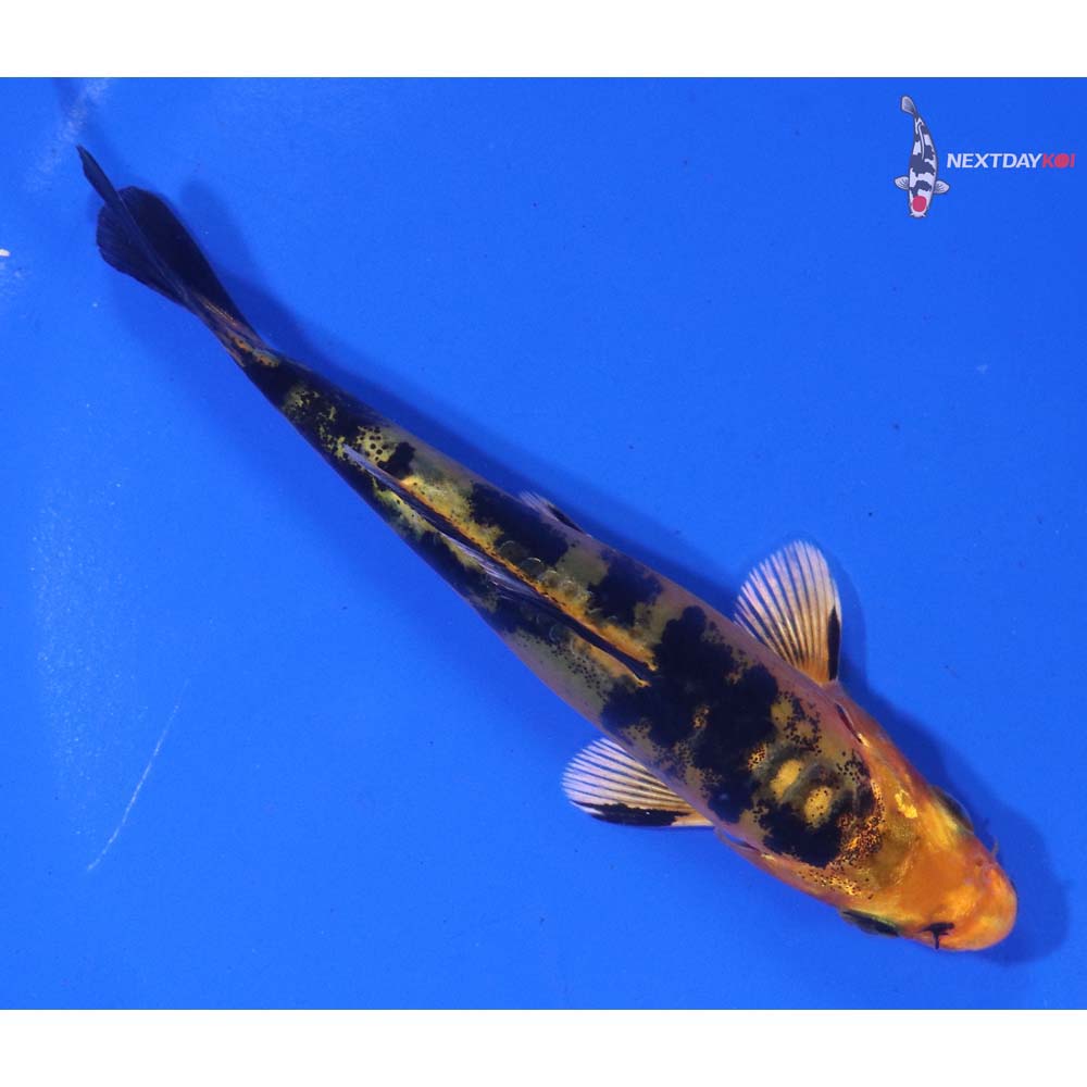 4” Imported Doitsu Kin Aka Bekko