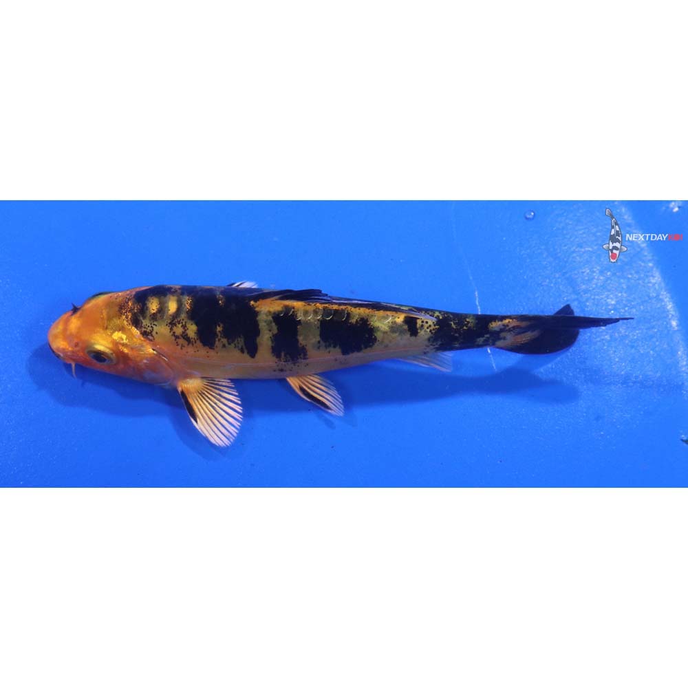 4” Imported Doitsu Kin Aka Bekko