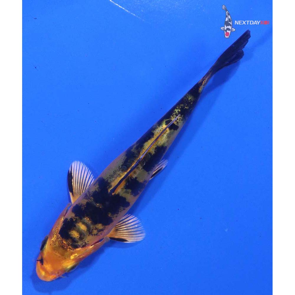 4” Imported Doitsu Kin Aka Bekko