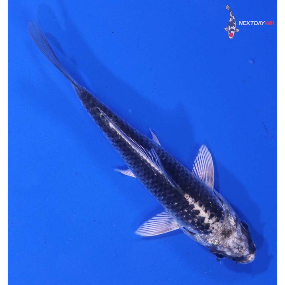 4” Imported Gin Matsuba